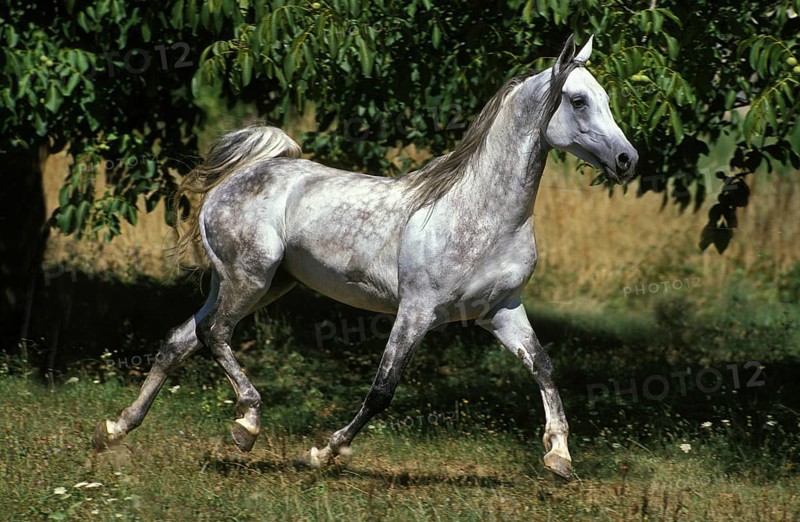Arabian