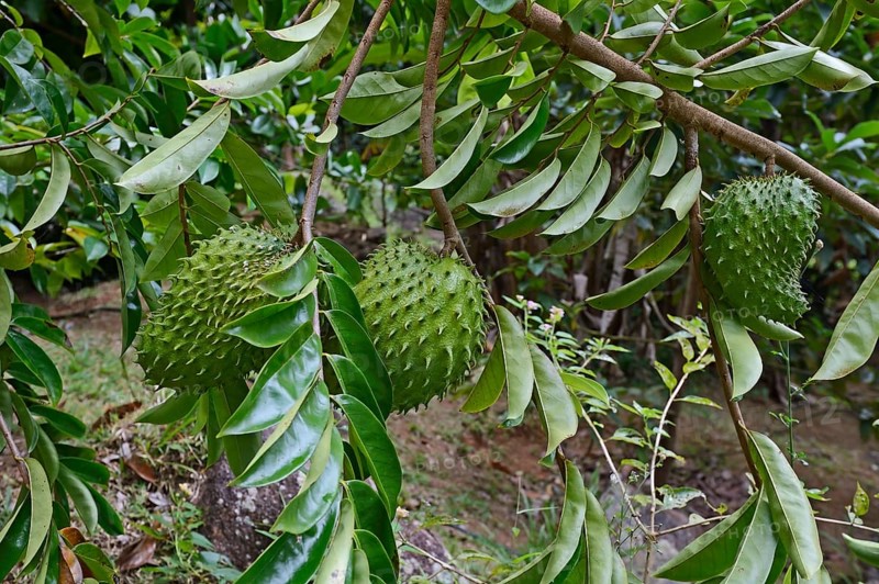 Soursop