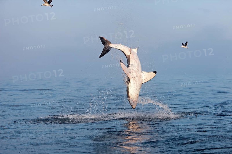 Great white shark