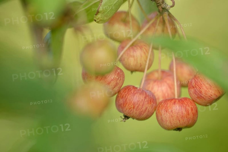 Crab apple