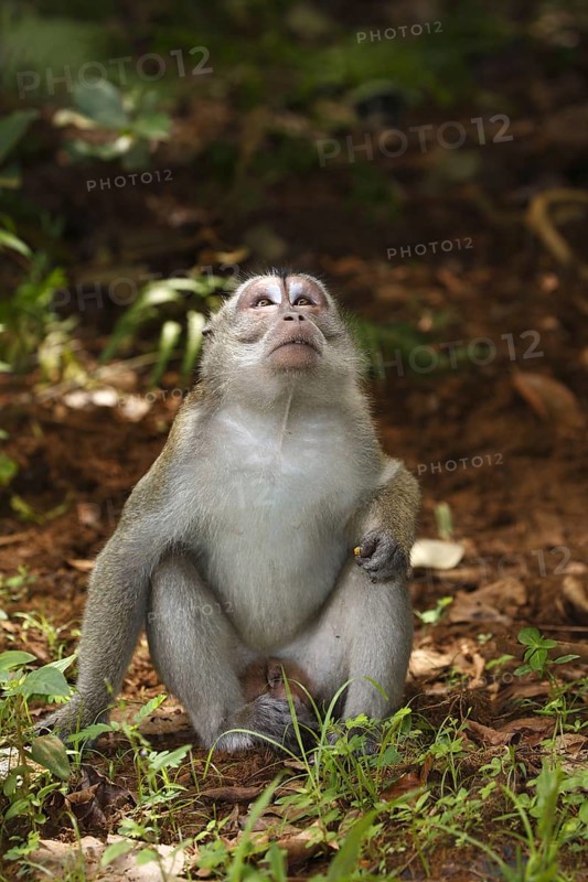 Crab-eating macaque