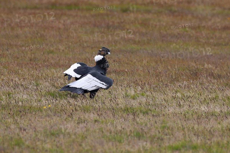 Andean Condor