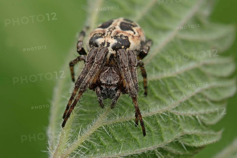 Reed wheel spider