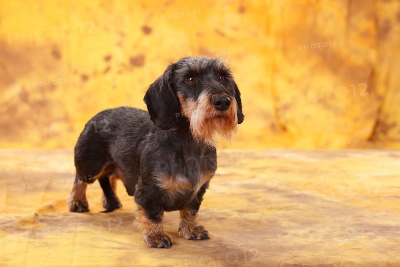 Dwarf grey haired dachshund