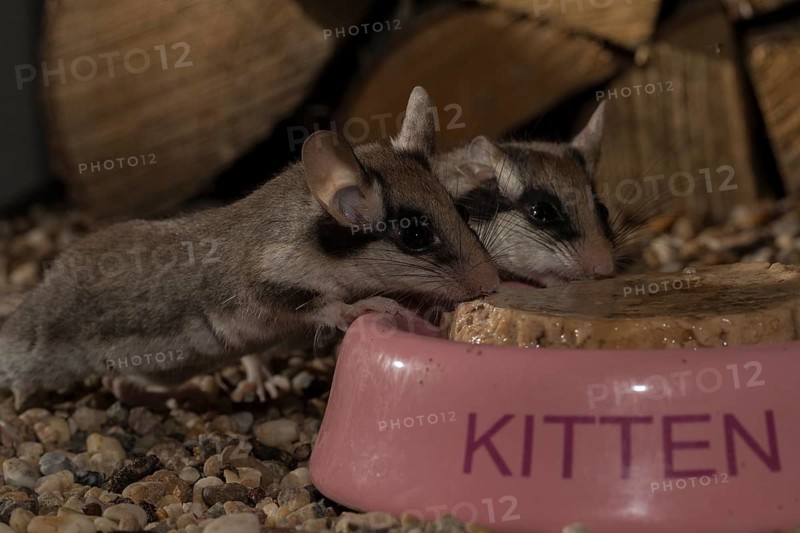 Garden dormouse