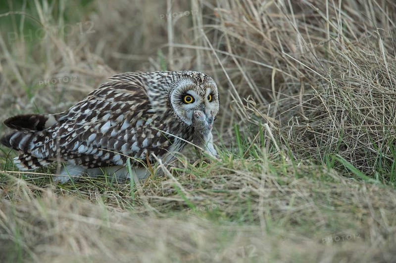 Short-eared Owl