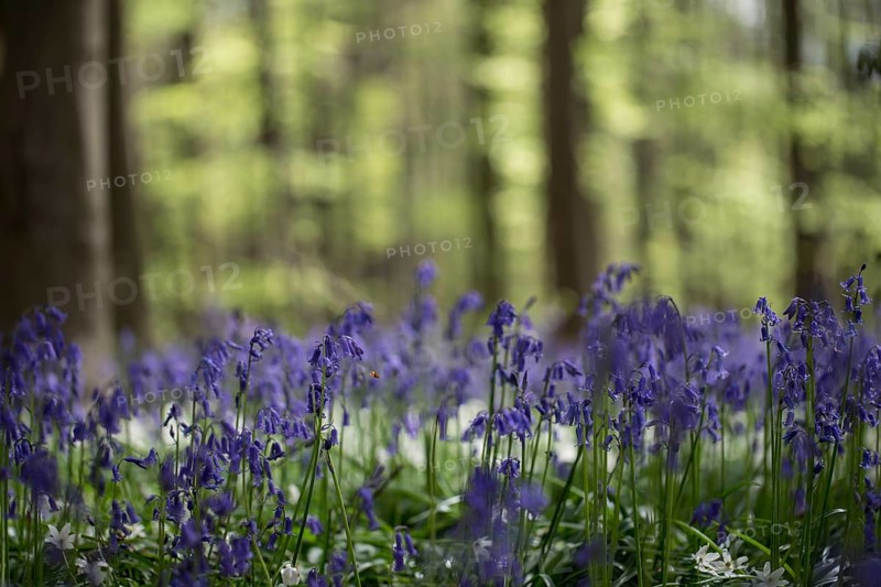 Bluebells