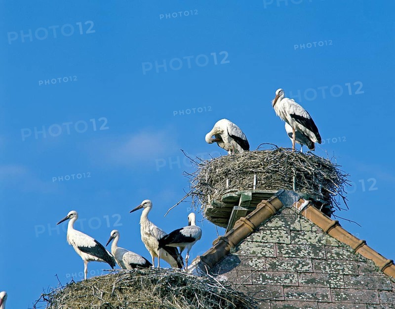 White stork