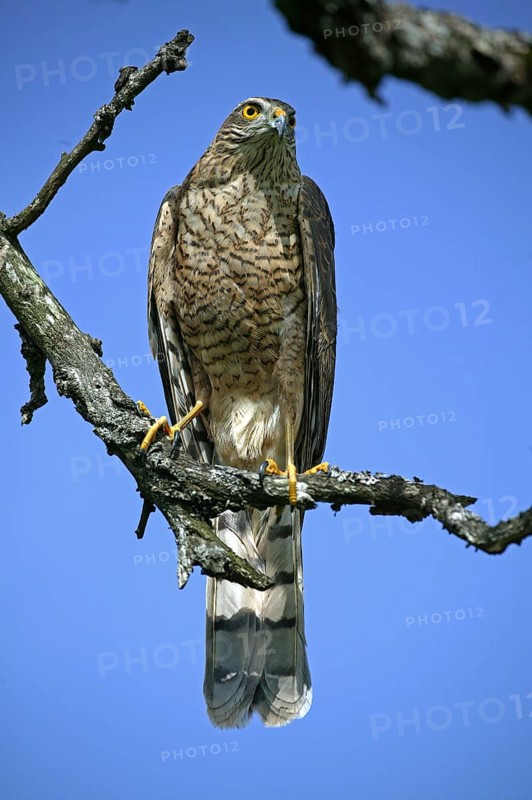 European Sparrowhawk