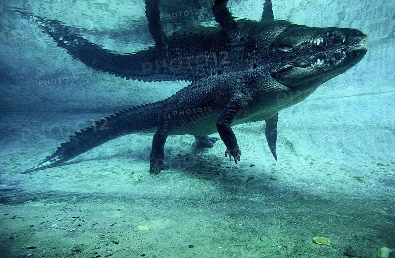 Australian Saltwater Crocodile