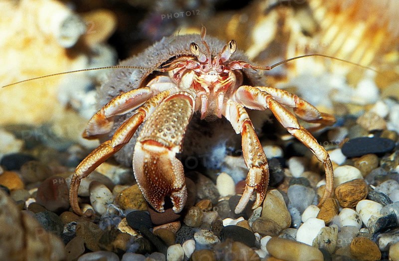 Hermit Crab