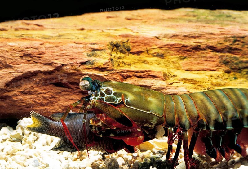 Peacock mantis shrimp