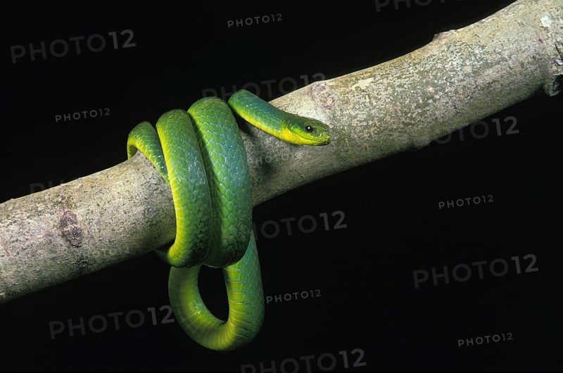 Green snake