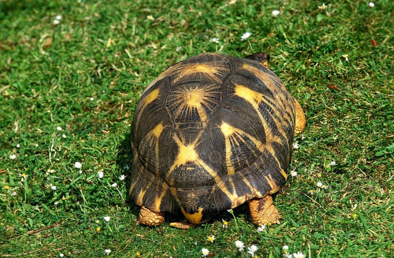 Madagascar Radiated Tortoise