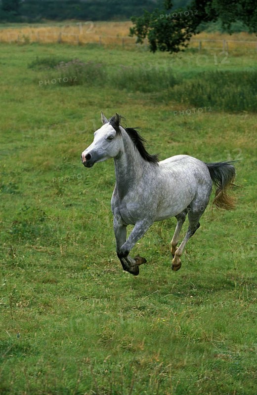 Shagya horse