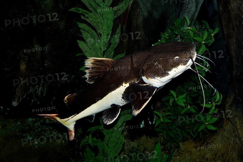 Red-finned
