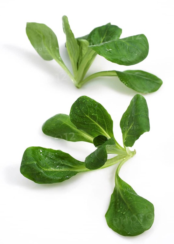 Corn Salad or Lamb's Lettuce