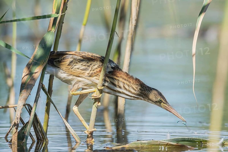 Little bittern