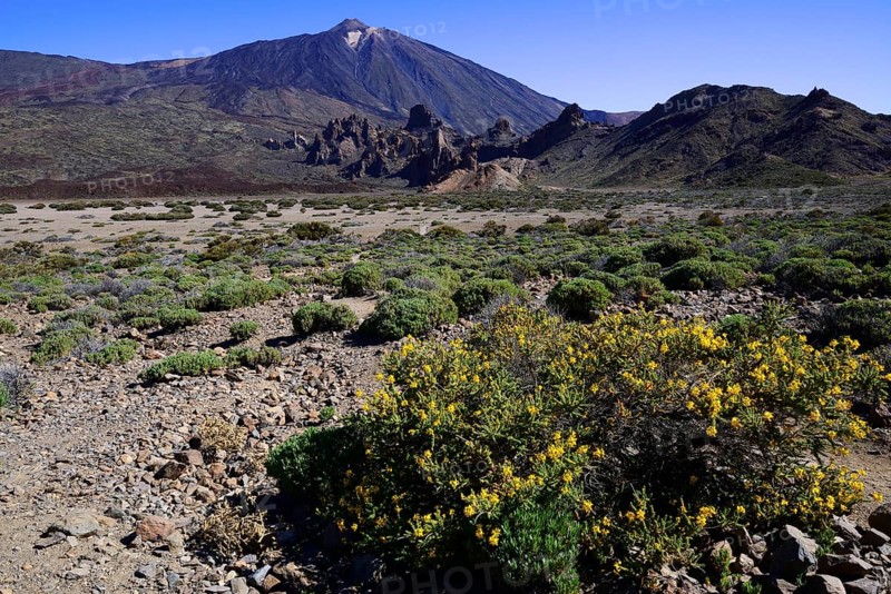 Volcanic vegetation