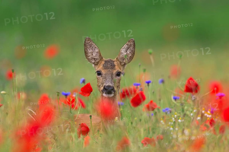 Roe deer