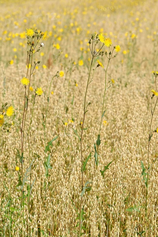 Rough hawksbeard