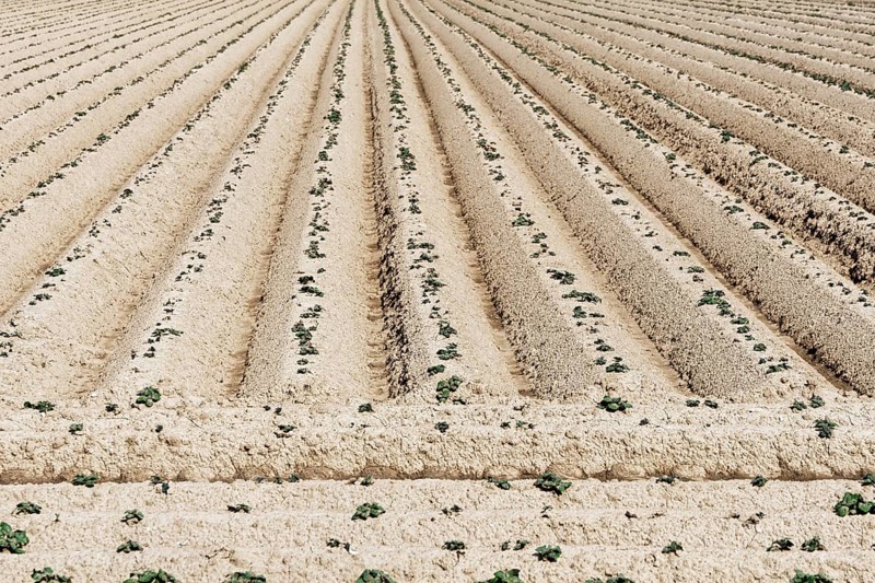 Freshly planted potato field