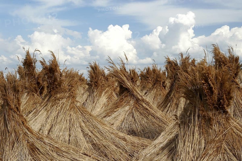 Reed Camp