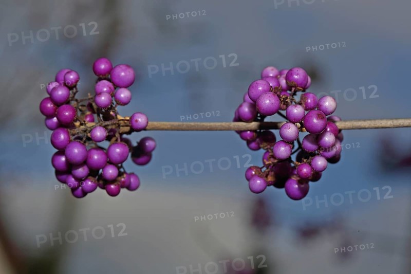 Callicarpa giraldi