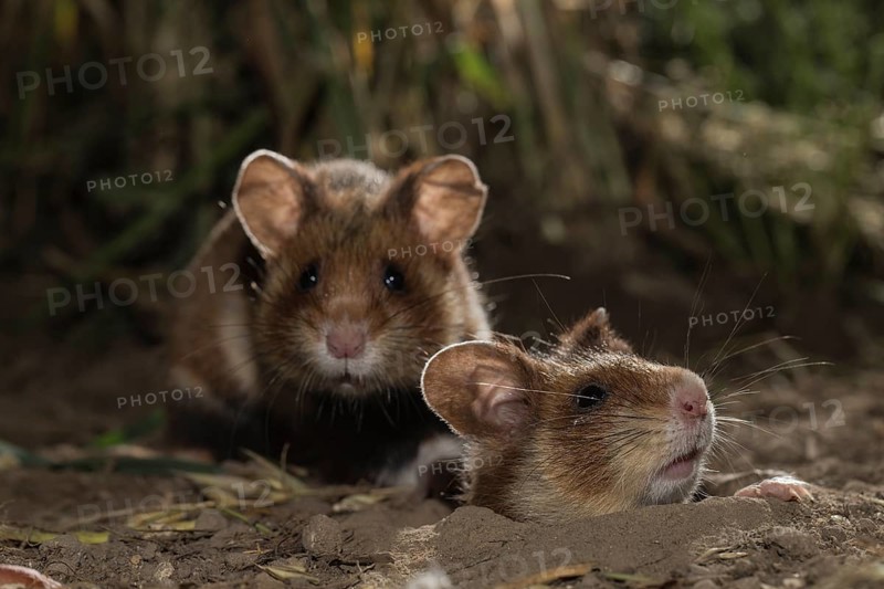 European Hamster