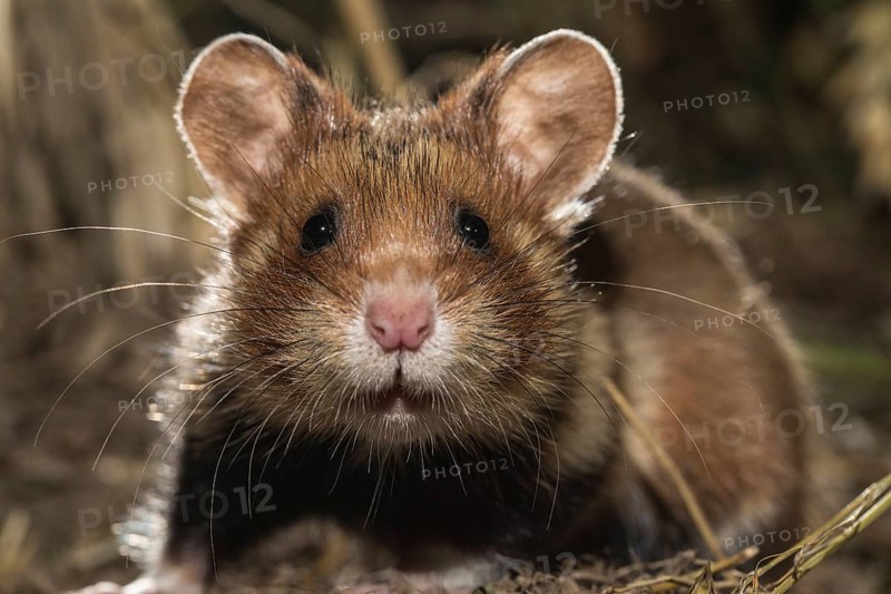 European Hamster