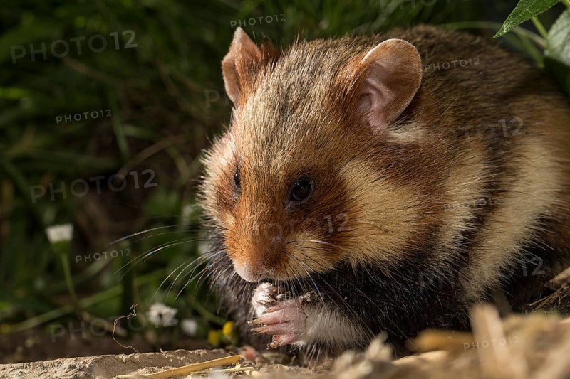 European Hamster