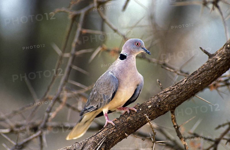 African Mourning Dove