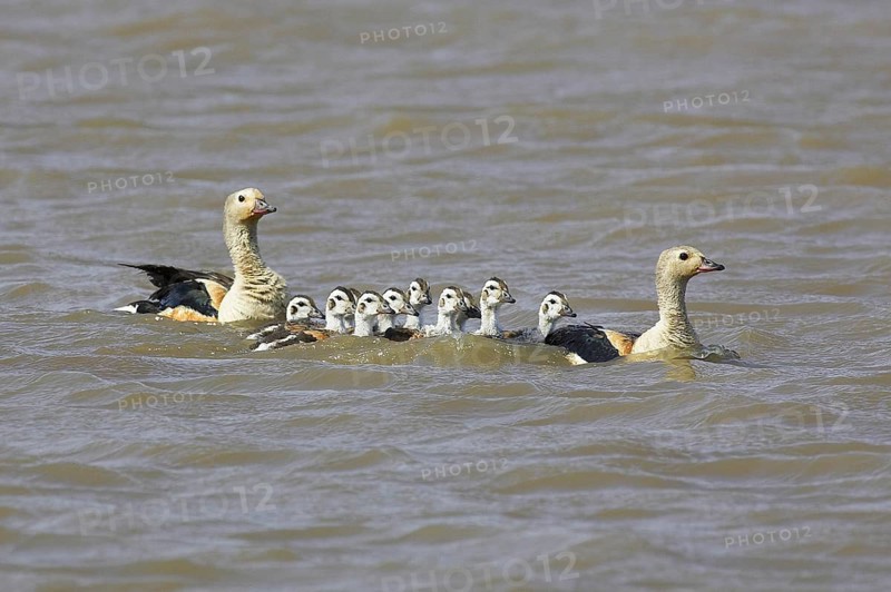 Orinoco goose