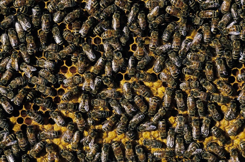 Honey Bee