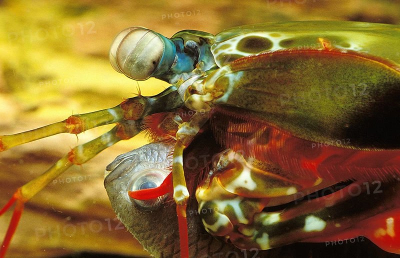 PEACOCK MANTIS SHRIMP