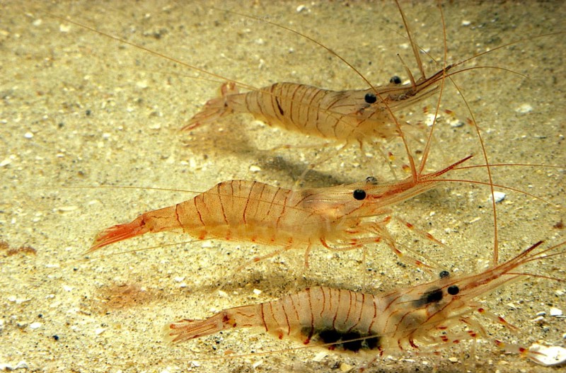 Common Palaemon sp.