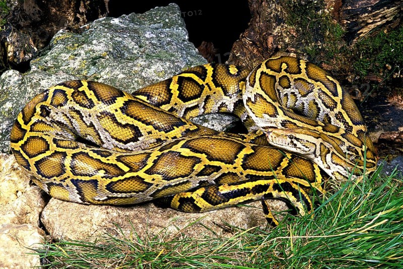 Indian python
