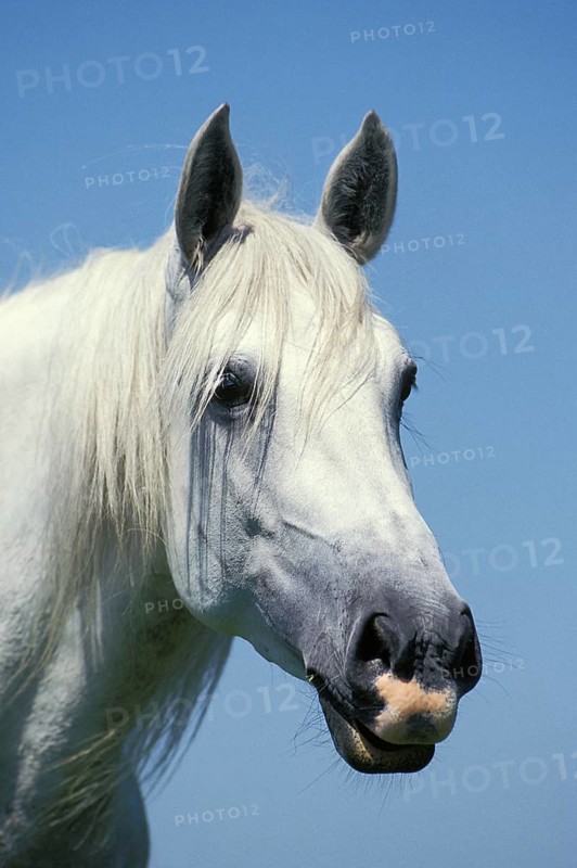 Lusitano horse