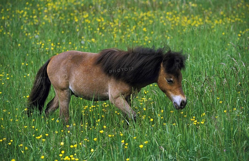 American miniature horse