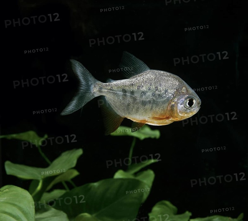 Colossoma brachypomum