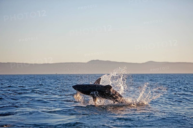 Great white shark