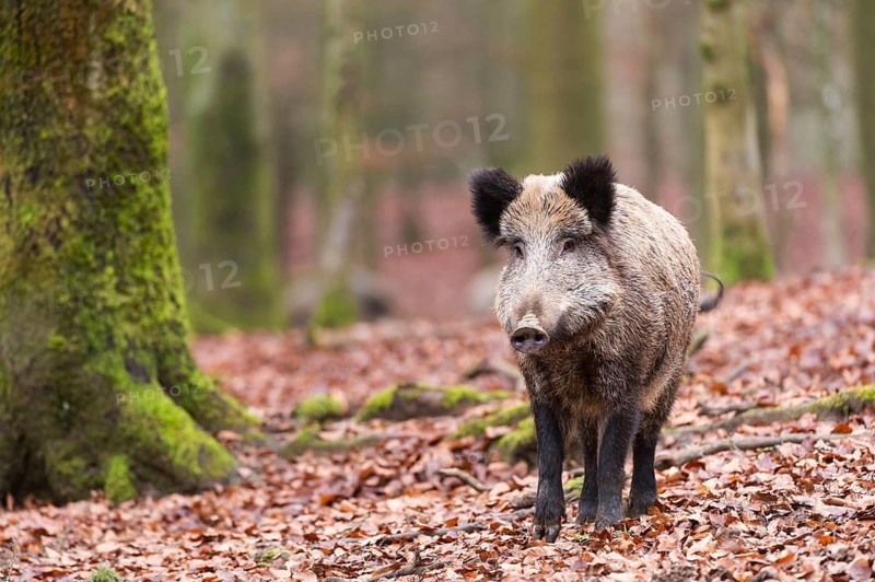 Wild Boar