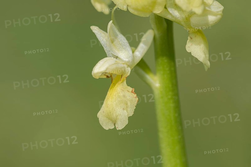 Pale pale orchid