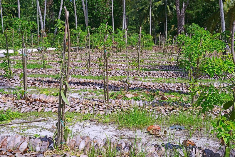 Vanilla plants