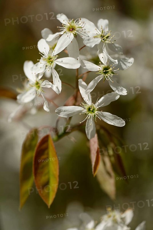 Snowy mespilus
