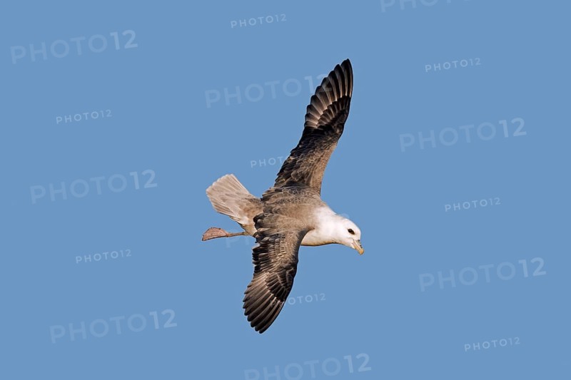 Northern fulmar
