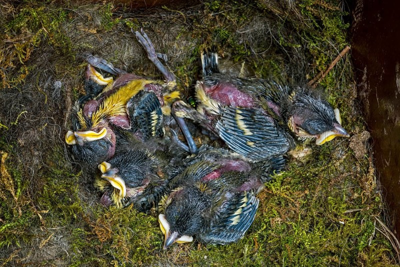 Dead great tit