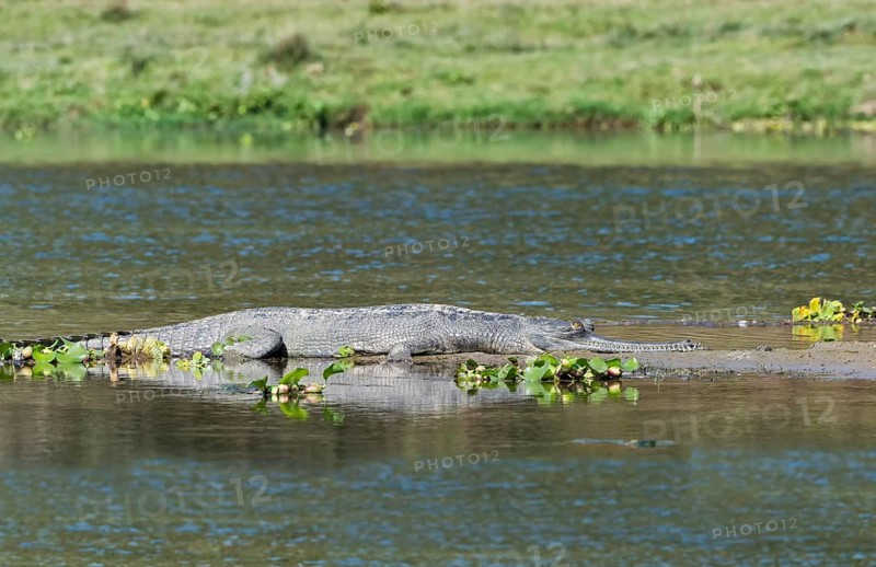 Gharial