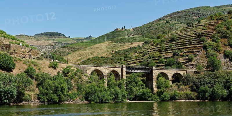 Vineyards at the river Douro