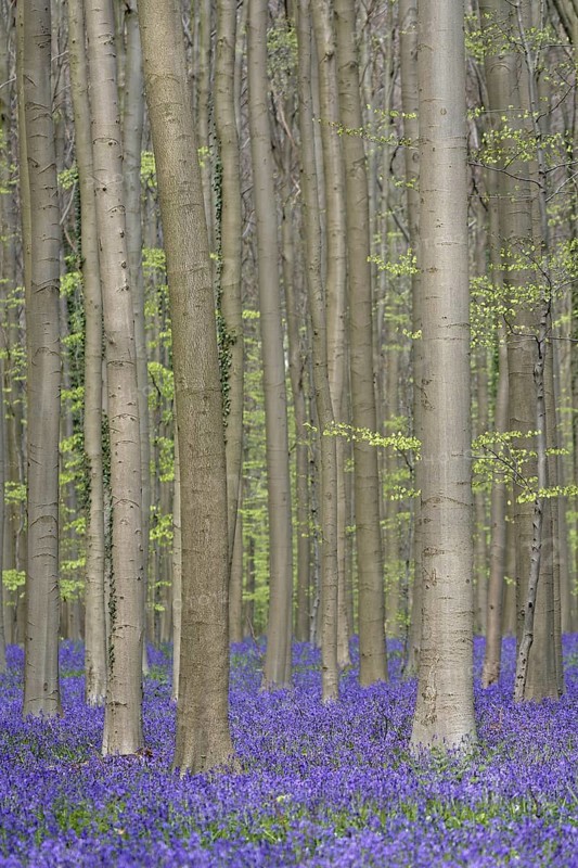 Bluebells